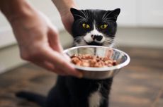 Alasan Kucing Suka Pilih-pilih Makanan