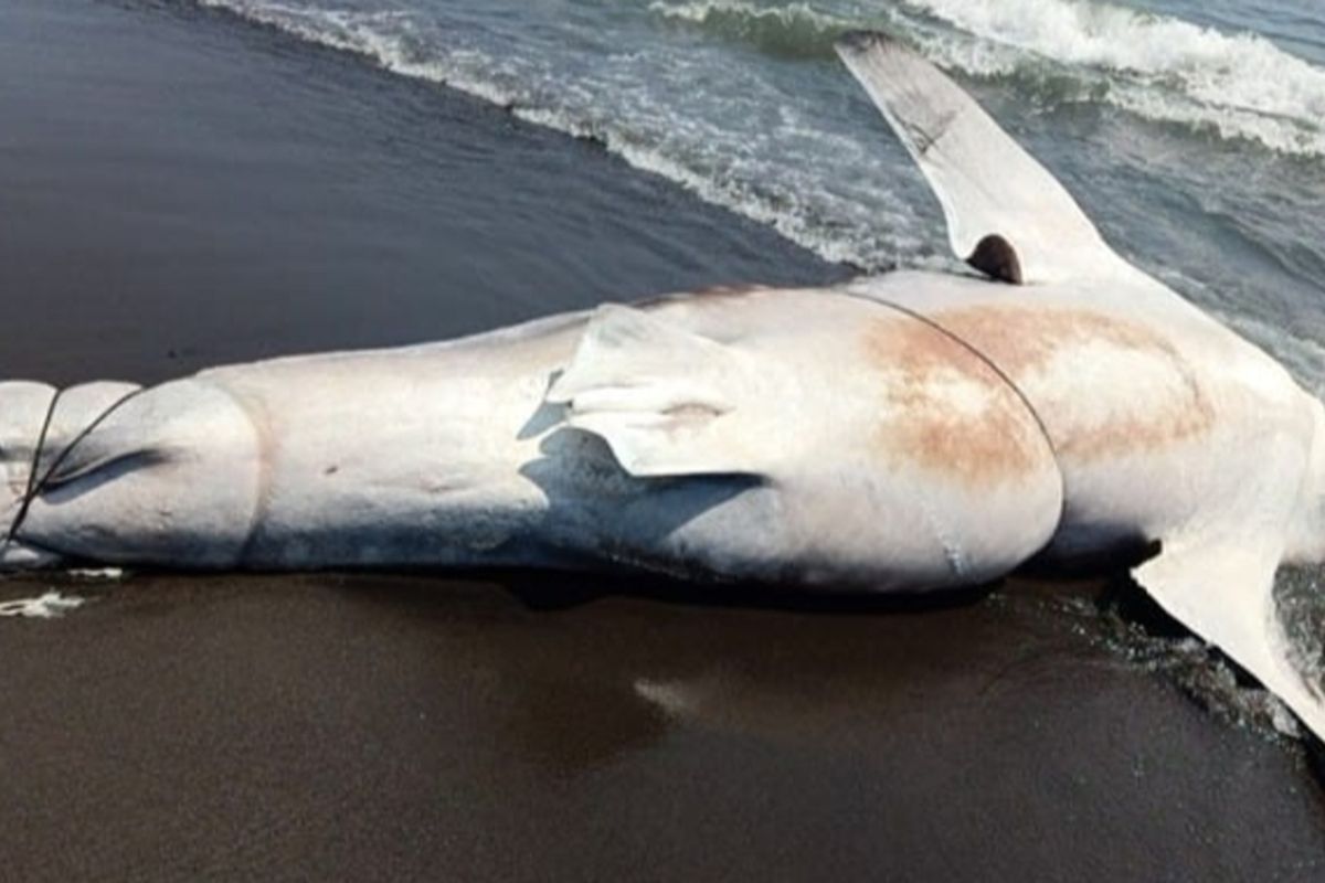 Tangkapan layar proses evakuasi hiu tutul yang menjauh dari bibir pantai Trisik, Kapanewon Galur, Kabupaten Kulon Progo, Daerah Istimewa Yogyakarta. Komunitas mobil Jeep menarik ikan itu semakin ke darat .