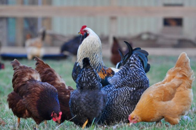 Peneliti Buktikan Ayam  Tak Sebodoh yang Kita Kira