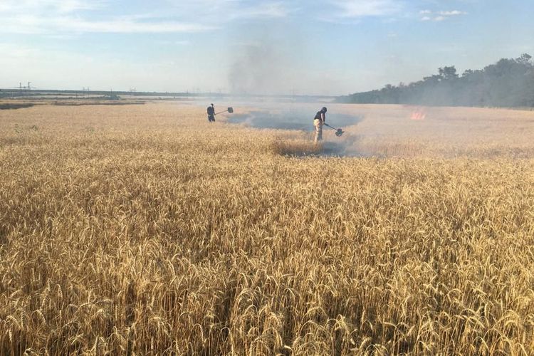Ladang gandum yang terbakar di wilayah Donetsk, Ukraina, akibat penembakan dalam invasi Rusia. Foto diambil dan dirilis oleh Layanan Darurat Ukraina pada 31 Juli 2022.