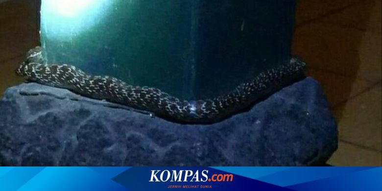 Ortiqcha vaznli pensionerlar bilan porno