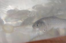 Benih Ikan Dewa Ditebar, Pengunjung Telaga Sarangan Dilarang Mancing