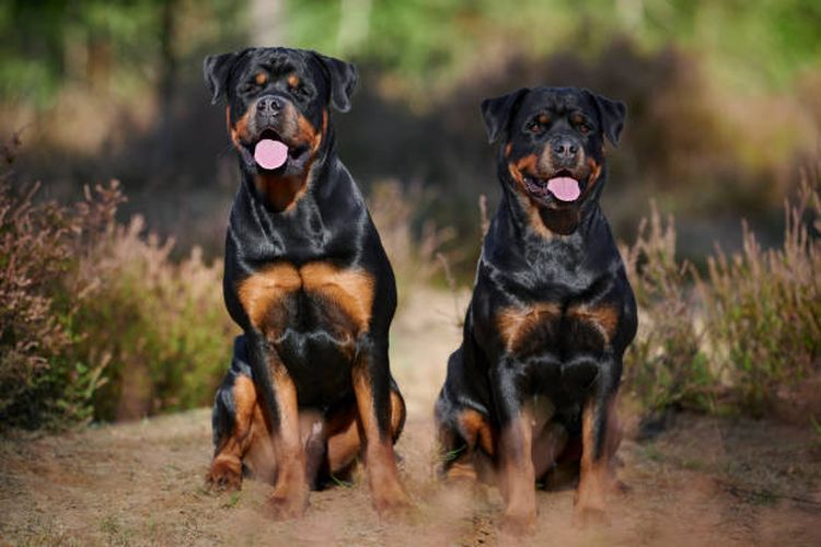 Ras anjing Rottweiler, salah satu ras anjing termahal di dunia.