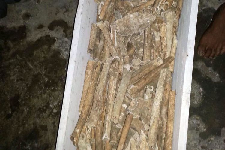 Tulang dan tengkorak manusia sebanyak dua peti yang berhasil dikumpulkan dari goa di Kabupaten Pulau Morotai, Maluku Utara, Minggu (20/01/2019)