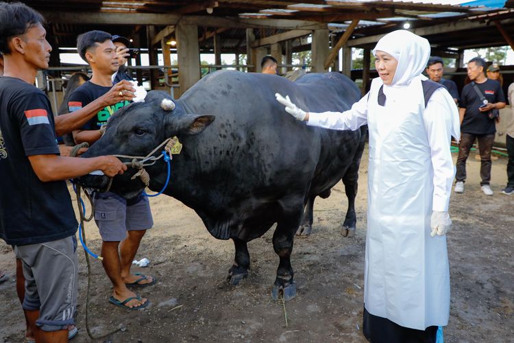 Kunjungi Peternakan di Mojokerto, Khofifah Beli Sapi Belgian Blue Seberat 1 Ton untuk Kurban