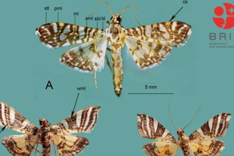 Dua spesies ngengat baru yang ditemukan BRIN ini merupakan hewan endemik Papua dan Sulawesi. 