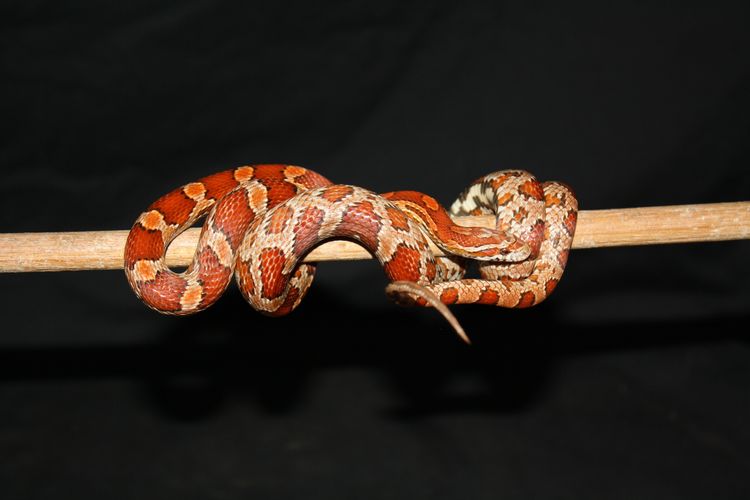 Ilustrasi ular jenis corn snake.