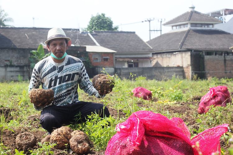Seorang petani di Kabupaten Cianjur, Jawa Barat, memerlihatkan tanaman porang yang baru dipanen. Petani mengaku untung besar karena nilai jualnya yang tinggi di pasaran saat ini.