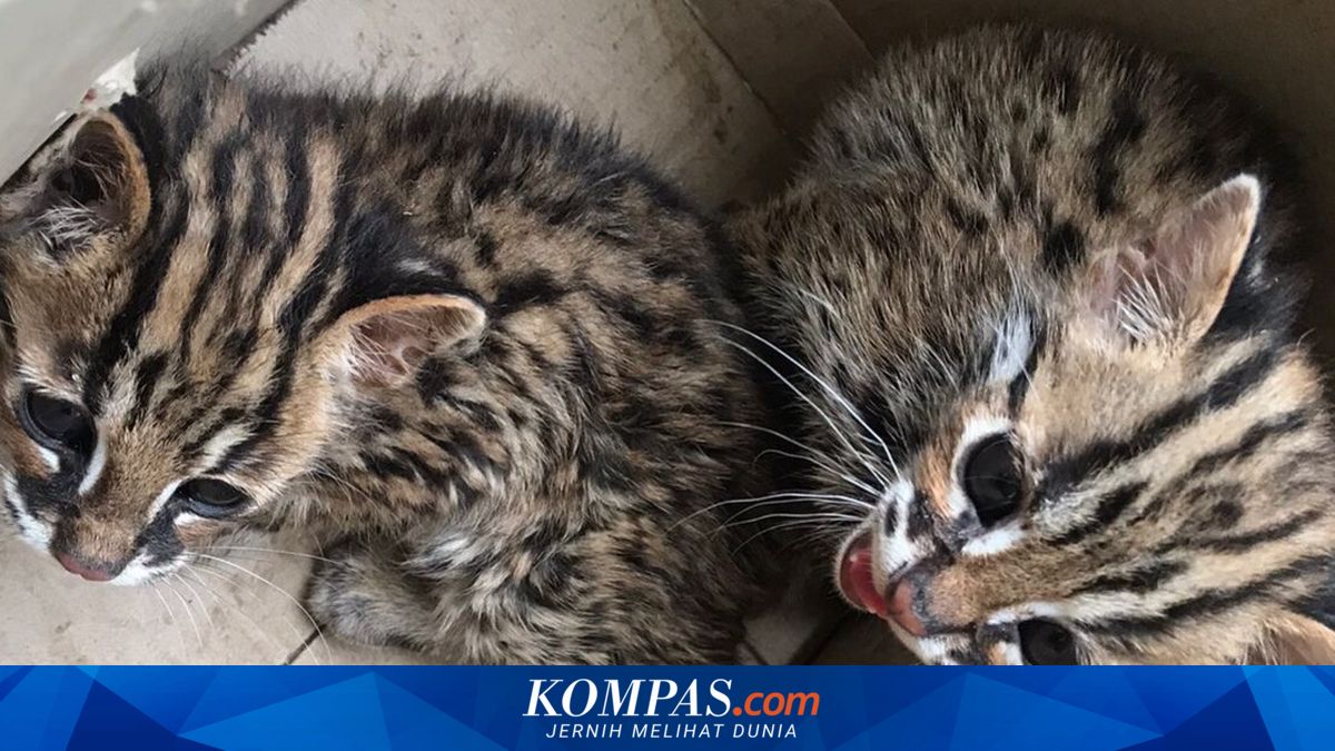 8 Ras Kucing yang Menyerupai Macan