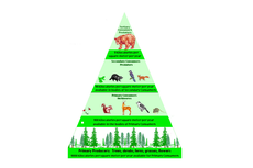 Piramida Biomassa, Piramida Brdasarkan Ukuran Tubuh Organisme 