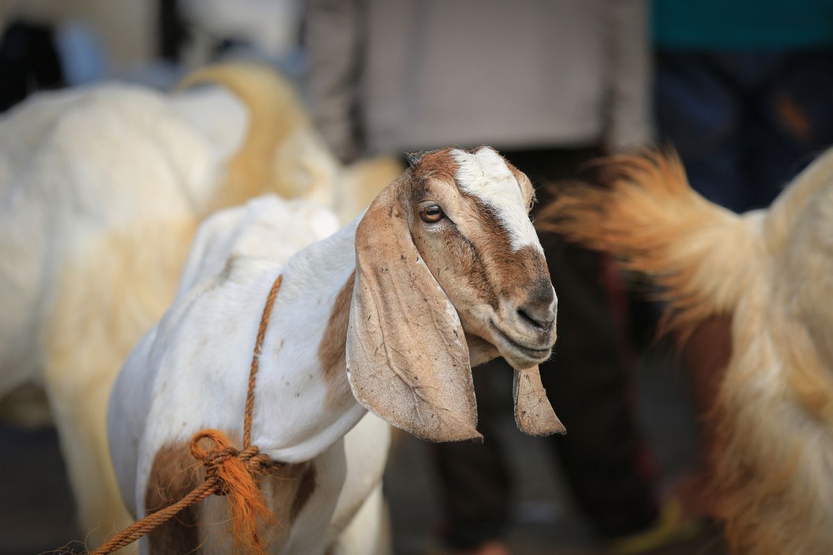 Ilustrasi kambing. 