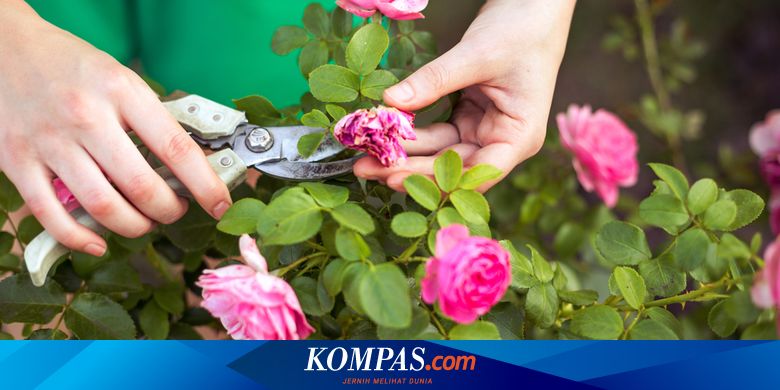 Tips Memangkas Mawar Untuk Jaga Kecantikannya Halaman All Kompas Com