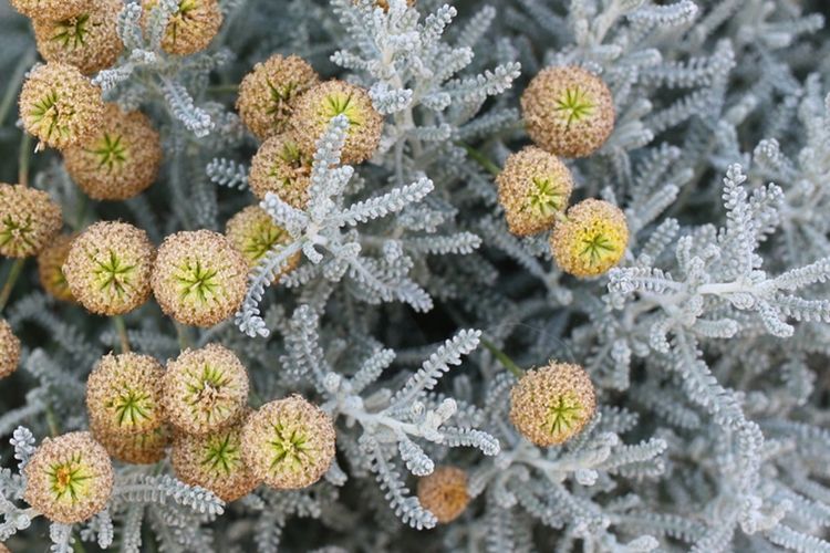 Ilustrasi tanaman lavender cotton. 