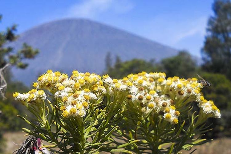 Bunga Edelweiss di Gunung Semeru.