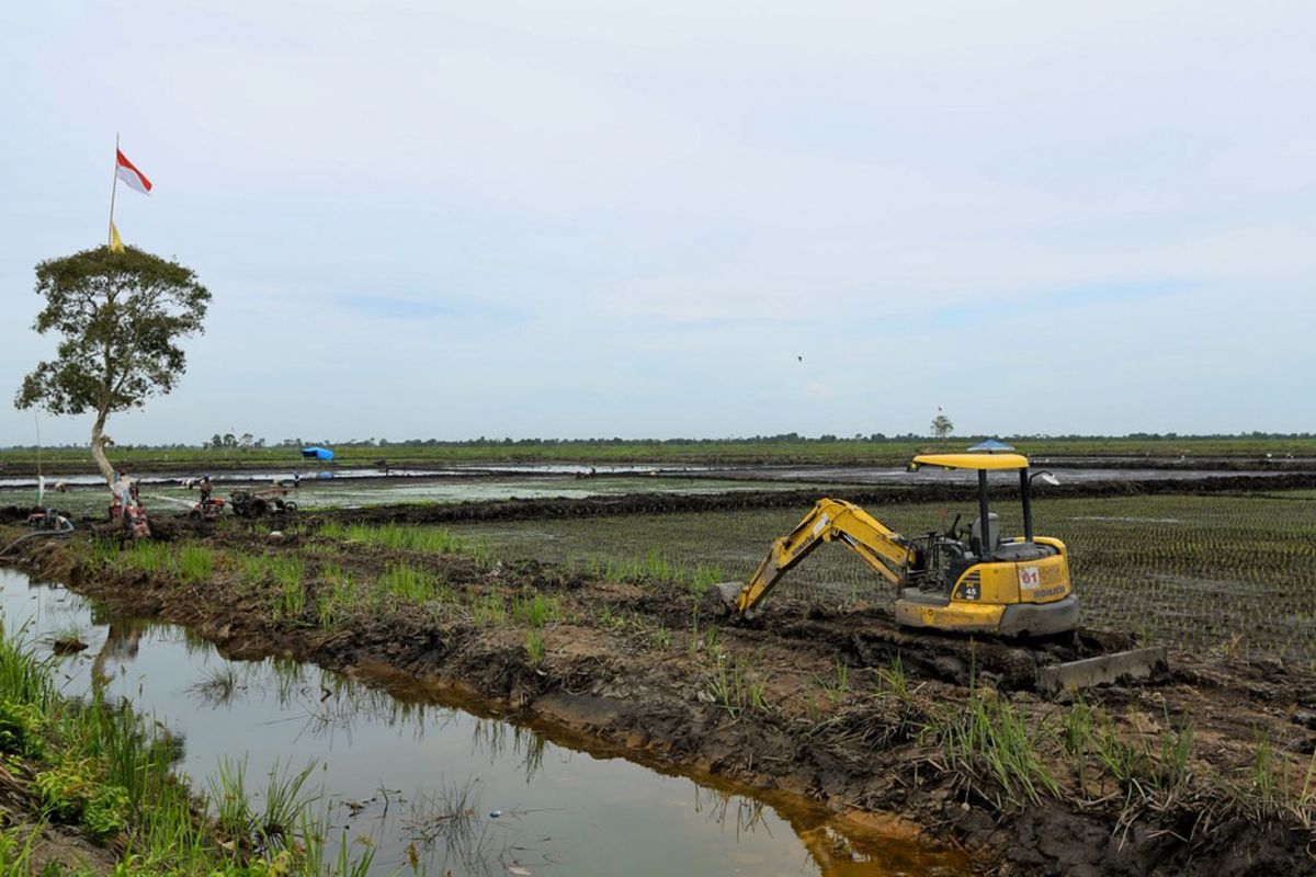 Lahan rawa di Kabupaten Barito Kuala, Kalimantan Selatan 