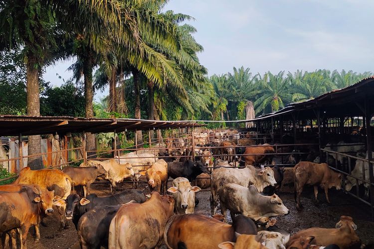 Jelang Idul Adha, Bang Yanto Kian Intensif Rawat Sapi Kurban, 200 Ekor Sudah Dipesan