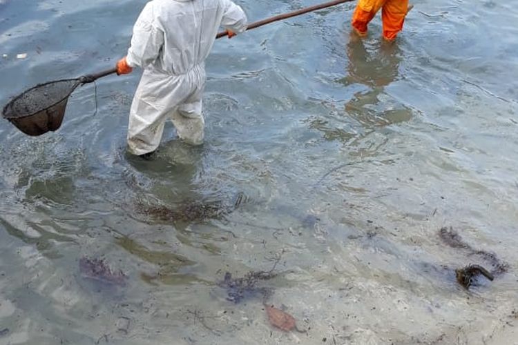 Petugas PPSU Kep Seribu mengumpulkan gumpalan minyak dengan jaring ikan di pinggir pantai Pulau Pari, Kep. Seribu, Rabu (12/8/2020)