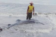 Bantu Hiu Paus yang Terdampar di Pantai, Warga: Kami Tolong karena Masih Hidup