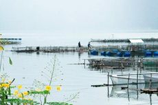 100 Ton Ikan Mati di Danau Maninjau
