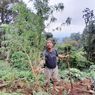 Ladang Ganja Seluas 1 Hektar Ditemukan di Perbukitan Empat Lawang
