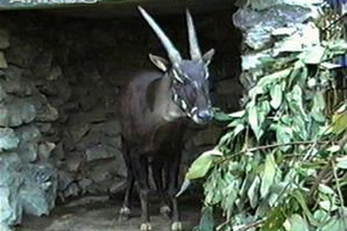 Saola, Kijang bertanduk tanpa cabang nyaris punah