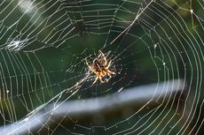 Banyak Jaring Laba-laba di Rumah? Basmi dengan 5 Bahan Alami Ini 