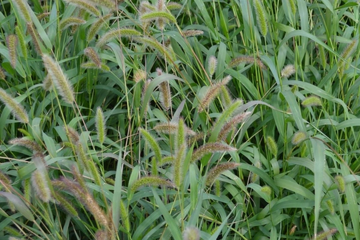 Ilustrasi rumput setaria.