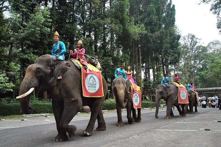 Peserta menunggang gajah Sumatera saat parade satwa di Taman Safari Indonesia (TSI), Cisarua, Kabupaten Bogor, Jawa Barat, Senin (12/8/2019). Parade satwa TSI Bogor yang digelar dalam rangka menyambut HUT ke-74 Kemerdekaan RI tersebut diharapkan dapat menggugah pengunjung untuk mencintai dan menyayangi satwa serta daya tarik untuk meningkatkan jumlah kunjungan wisatawan.