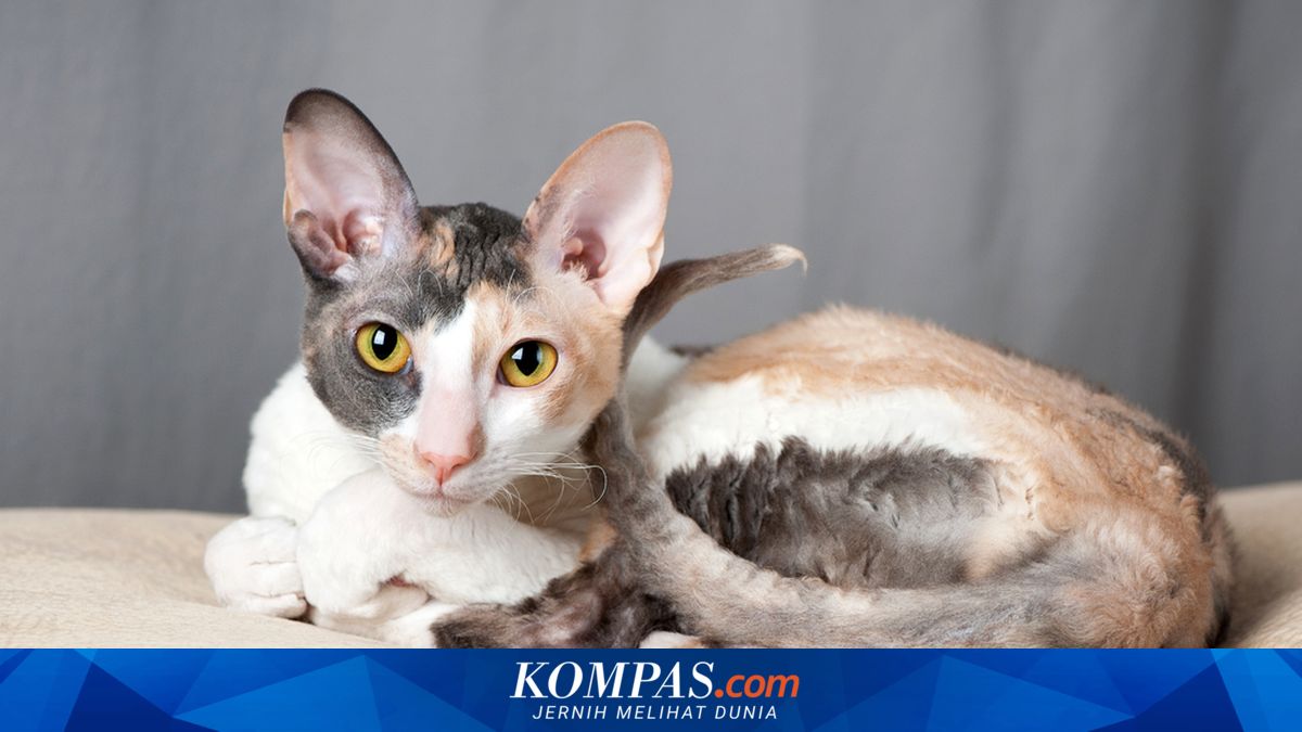 Ras Kucing yang Cocok untuk Masing-masing Zodiak