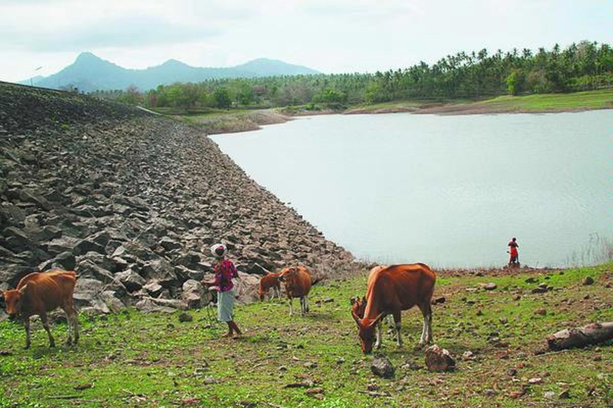 Waduk Palasari di Jembrana, Bali, dengan daya tampung 8 juta meter kubik surut airnya, Senin (8/9). Selain sawah menjadi kekurangan air, penggembala sapi harus turun cukup jauh untuk memenuhi kebutuhan minum ternaknya.  