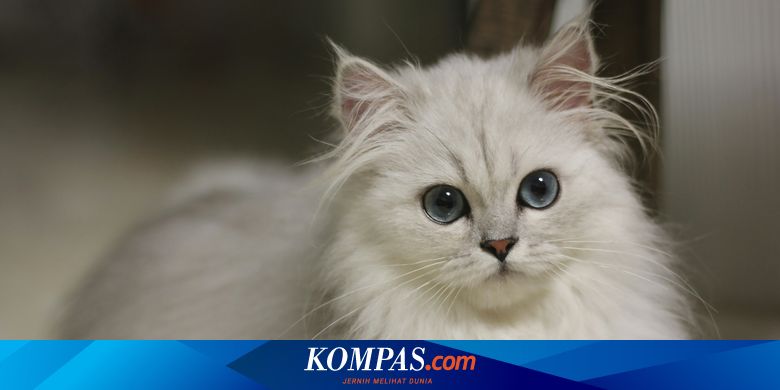 Perpustakaan Ini Izinkan Pengunjung Bayar Denda dengan Gambar Kucing