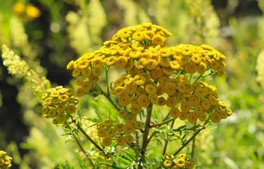 Ilustrasi bunga tansy. 