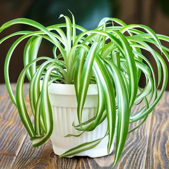 Ilustrasi tanaman laba-laba atau spider plant atau lili paris. 