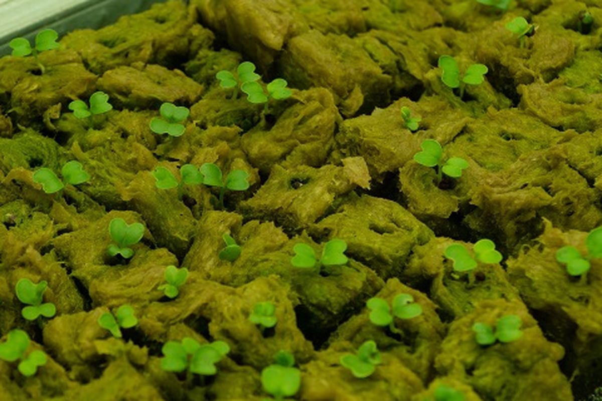 Ilustrasi hidroponik, ilustrasi pakcoy.