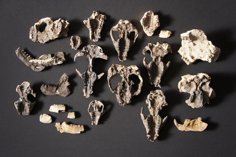 Fosil tengkorak dan rahang mamalia ini adalah harta paleontologis yang ditemukan di situs Corral Bluffs di Colorado. Bukti aneka macam mamalia gantikan era dinosaurus begitu cepat.