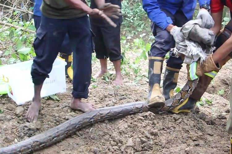 Petugas pemadam kebakaran amankan ular Sanca di Desa Semawur, Kecamatan Ngawen, Kabupaten Blora, Jawa Tengah, pada Selasa (12/7/2022)