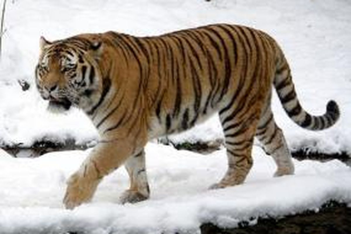 Harimau Amur di kebun binatang Leipzig, Jerman.