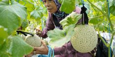 Dompet Dhuafa Panen Raya Melon Greenhouse PTGL bersama Donatur, Bukti Wakaf Alirkan Banyak Manfaat