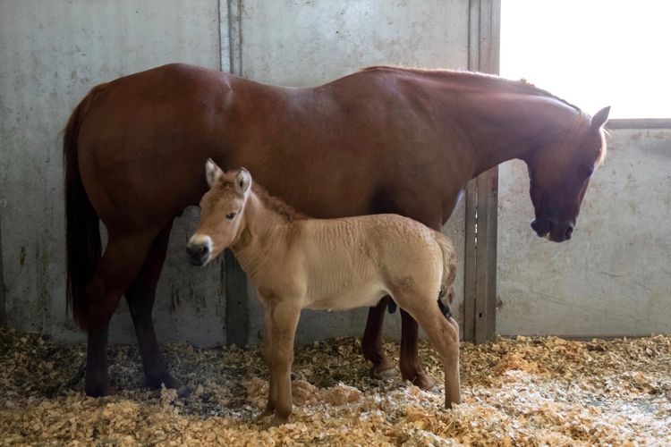 Kurt (anak kuda cokelat muda), merupakan kuda Przewalski hasil kloning pertama yang lahir pada 6 Agustus 2020 bersama dengan ibu penggantinya.
