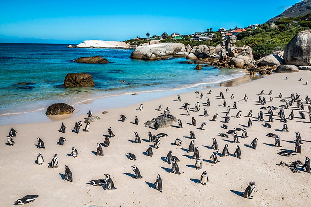 Boulders Beach, Afrika Selatan