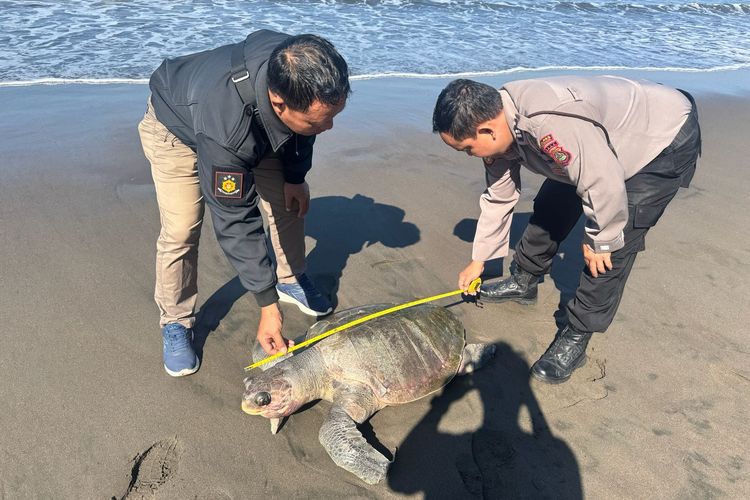 Lagi, Penyu Lekang Mati Terdampar di Pantai Yehembang Jembrana Bali