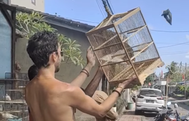 Viral, Video Bule di Bali Beli Burung untuk Dilepas Lagi, Begini ...