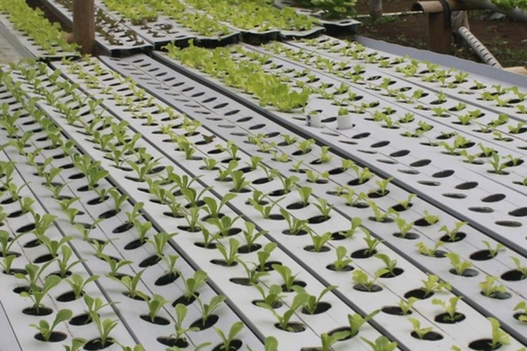 Ilustrasi menanam selada hidroponik dengan sistem NFT. 