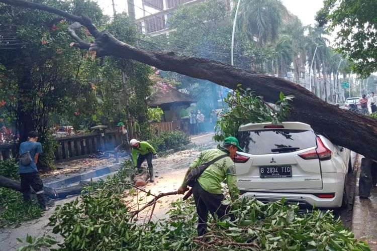 Sebuah pohon di halaman Masjid Cut Meutia, Menteng, Jakarta Pusat, tumbang pada Jumat (23/7/2021) pagi. Satu unit kendaraan Mitsubishi Xpander  mengalami kerusakan akibat tertimpa pohon tumbang itu.