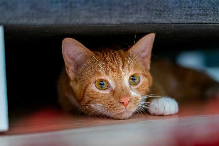 Alasan Kucing Sering Menggigit atau Mencakar Saat Diajak Main
