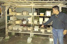 4 Pria di Lombok Curi Sarang Lebah Trigona Senilai Rp 17 Juta