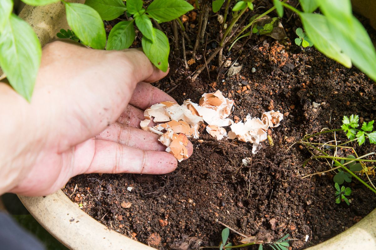 Ilustrasi pemberian cangkang telur ke tanaman. 