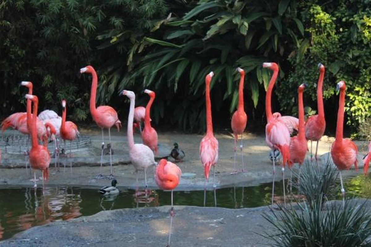 San Diego Zoo Flamingo Garden