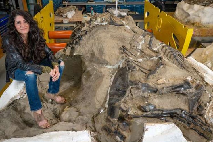 Lindsay Zanno, profesor riset asosiasi di North Carolina State University dan kepala paleontologi di North Carolina Museum of Natural Sciences, bersama fosil Dueling Dinosaurs. 