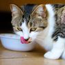 4 Cara Membuat Kucing Lahap Makan